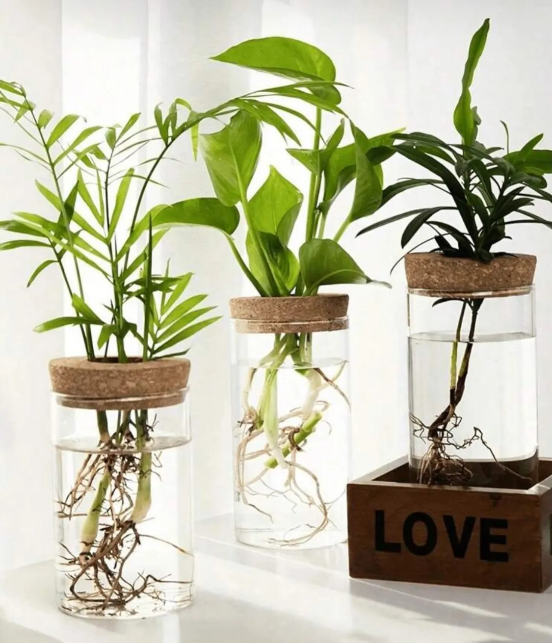 Glass Hydroponic Plant Vase