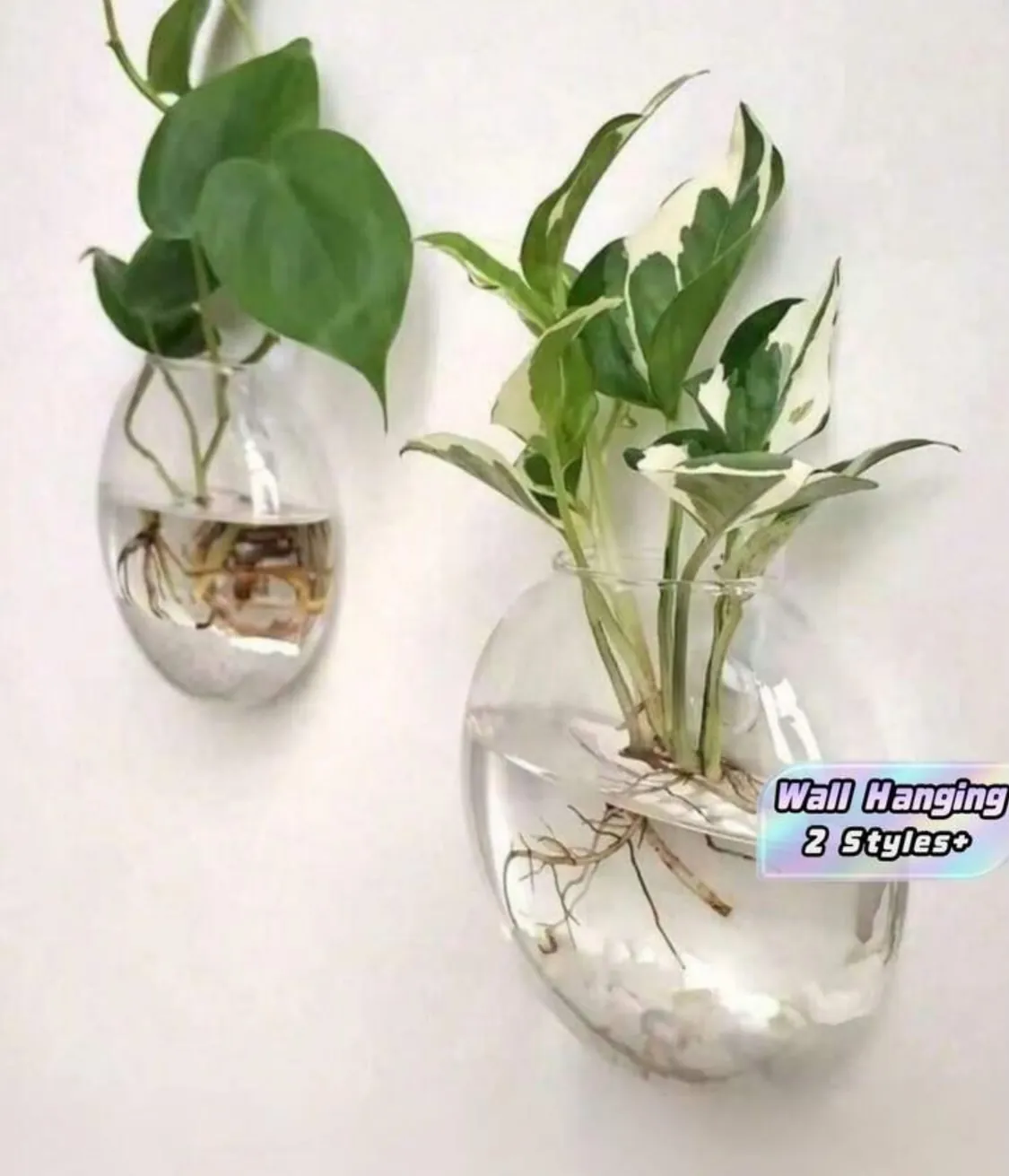 Glass Hydroponic Plant Vase