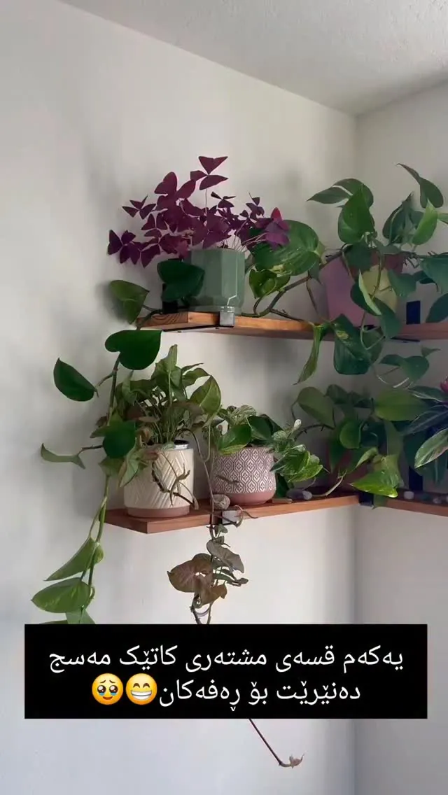 Custom Natural Wood Pipe Shelves